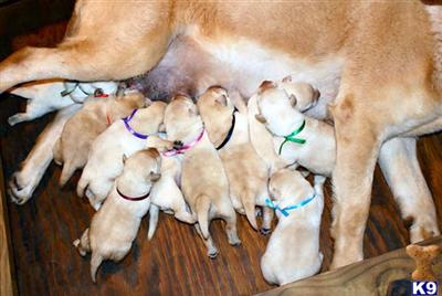 Puppies in GA