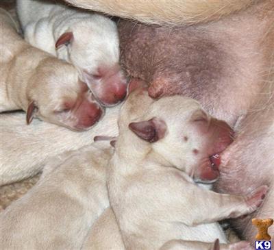 Puppies in GA