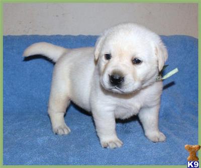 Puppies in GA