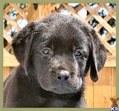 Puppies in GA
