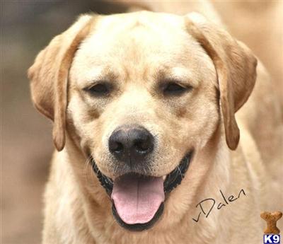 Dogs for Sale in GA