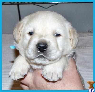 Puppies in GA