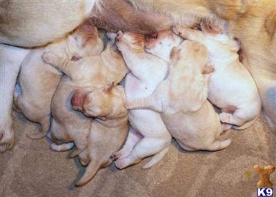 Puppies in GA