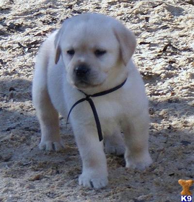 Puppies in GA