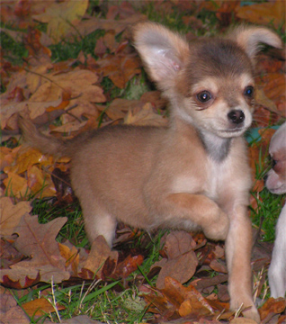Puppies in OR