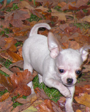 Puppies in OR