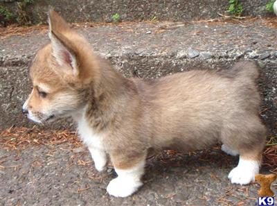 Puppies in OR