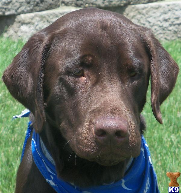 Dogs for Sale in IL