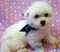 Bichon Frise