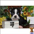 Boston Terrier