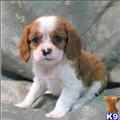 Cavalier King Charles Spaniel
