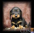 Dachshund