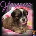 Havanese