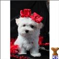 Maltese