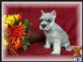 Miniature Schnauzer
