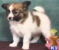 Papillon