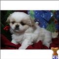 Pekingese