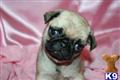 Pug
