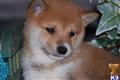 Shiba Inu