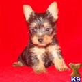 Silky Terrier