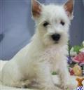 West Highland White Terrier