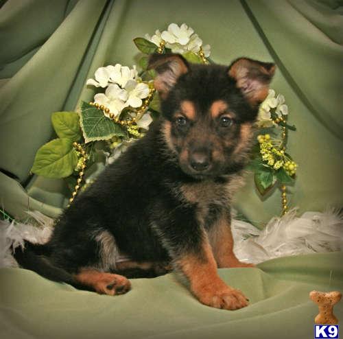 German Shepherd Puppies in FL