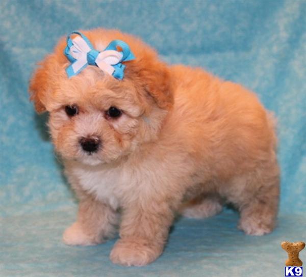 Poodle Puppies in FL