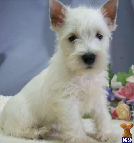 westie puppies for sale in florida west highland terrier puppies florida myideasbedroom westie puppies for sale in florida west highland terrier puppies florida myideasbedroom