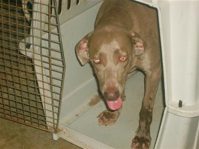 Dogs for Sale in TX