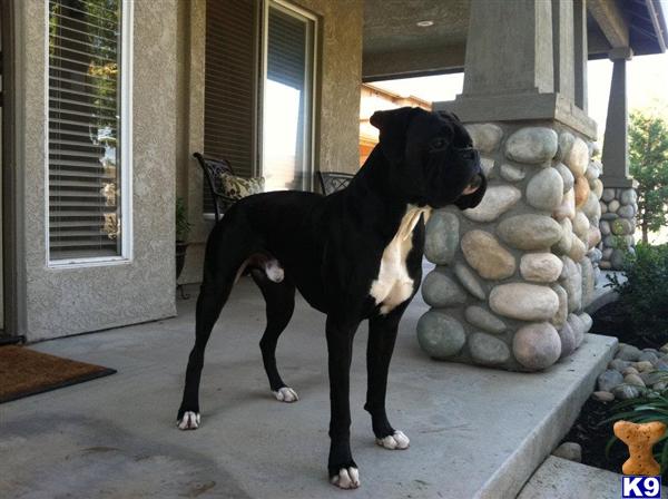 Stud Dogs - Boxer
