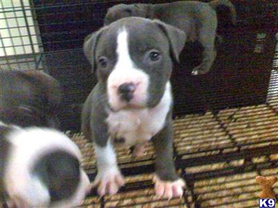 American Pit Bull Puppies in FL