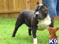 American Pit Bull Puppies in FL