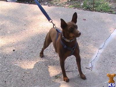 Stud Dogs - Miniature Pinscher