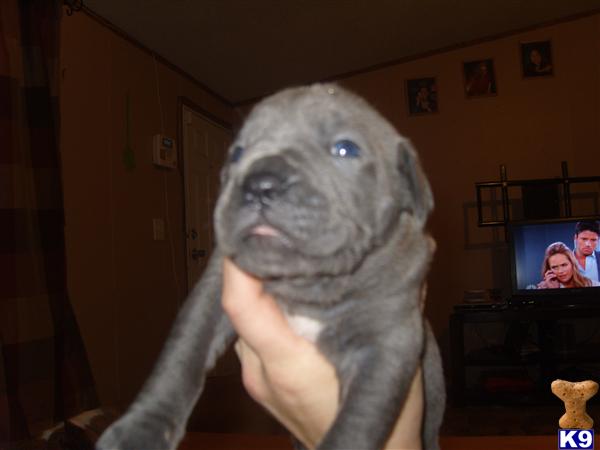 Puppies in Conroe