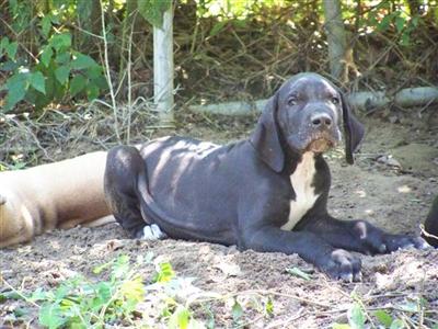 Puppies in MS