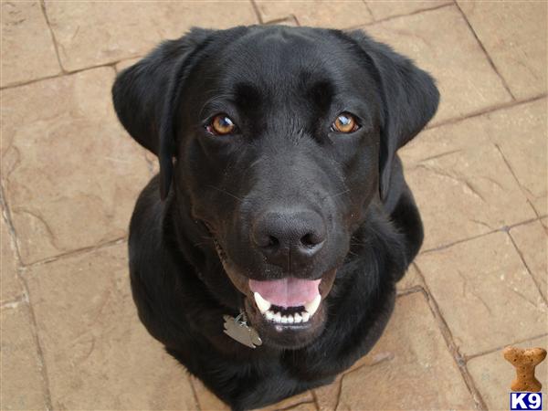 Stud Dogs - Labrador Retriever
