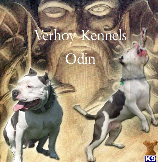 Stud Dogs in MI