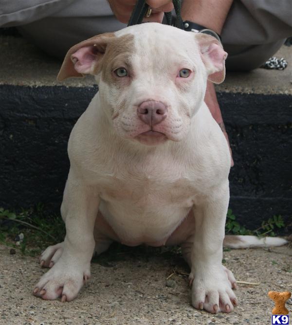 Puppies in Grand rapids