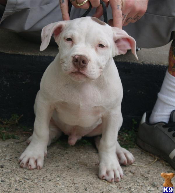 Puppies in Grand rapids