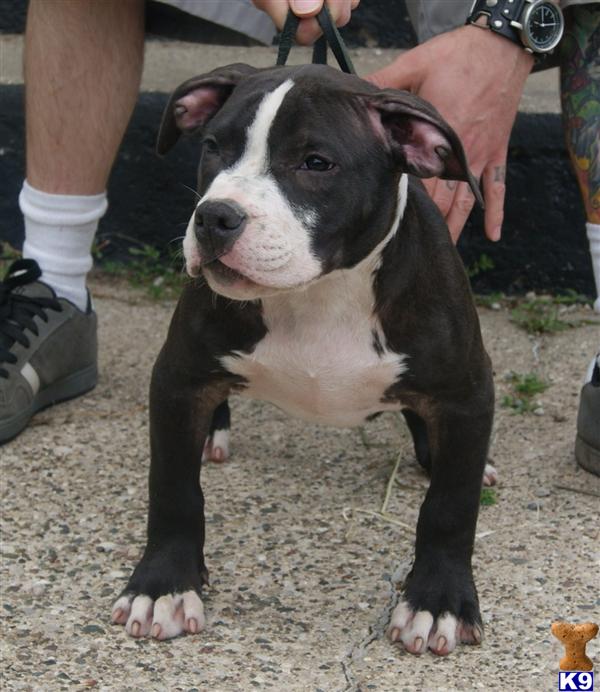 Puppies in Grand rapids