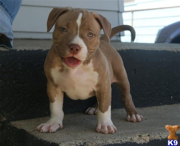 Puppies in Grand rapids