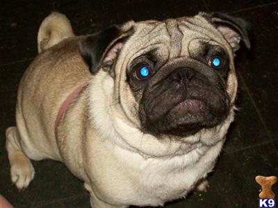 Stud Dogs - Pug