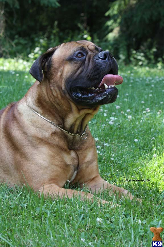 Stud Dogs - Bullmastiff