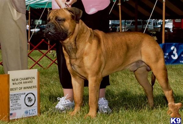 Stud Dogs - Bullmastiff