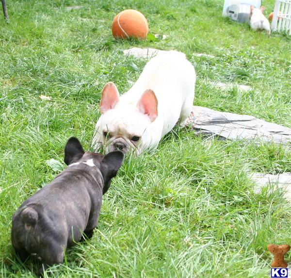 Puppies in ME