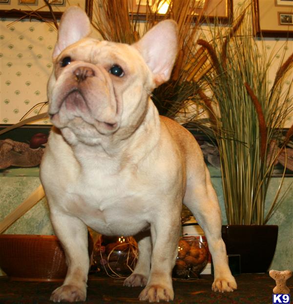 Stud Dogs - French Bulldog