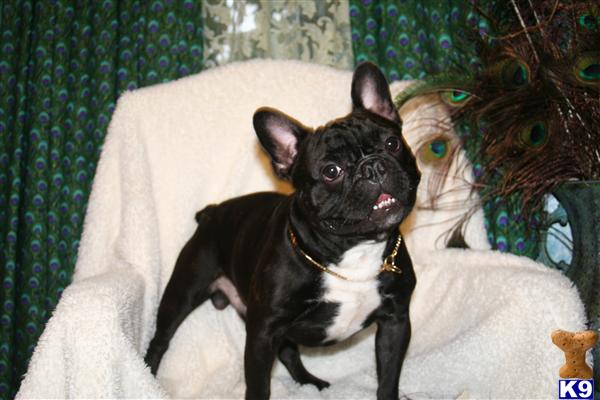 Stud Dogs - French Bulldog
