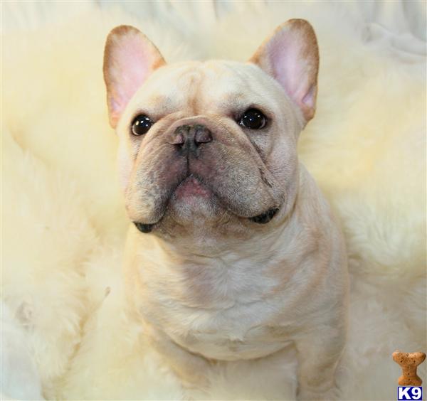 Stud Dogs - French Bulldog