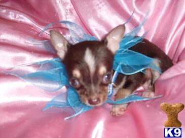 Puppies in MS