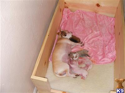 Chihuahua Puppies in FL
